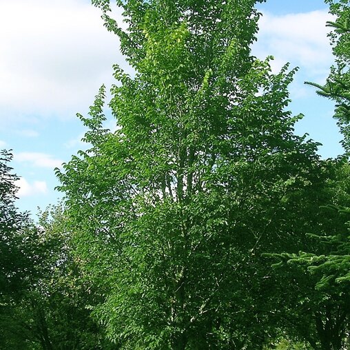 Ulmus 'Dodoens'